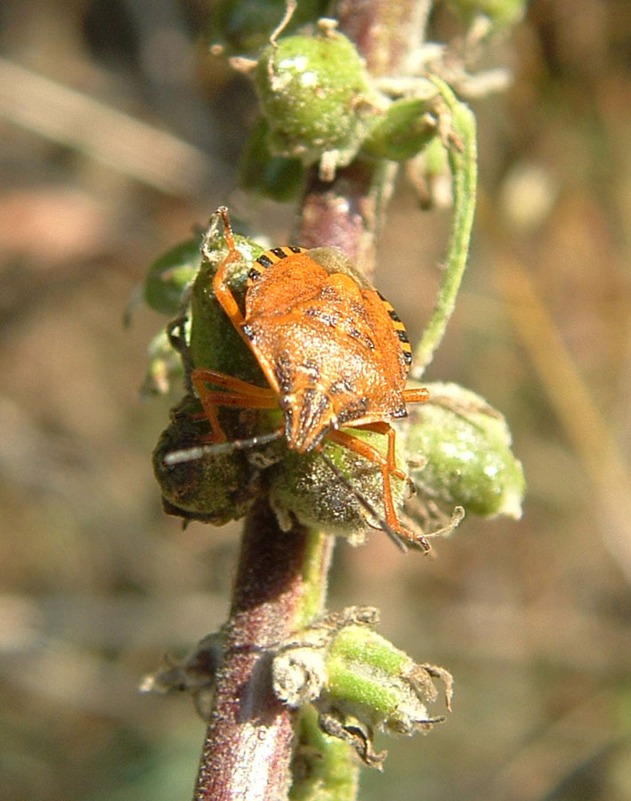 Carpocoris pudicus? Nooooooo... Carpocoris mediterraneus